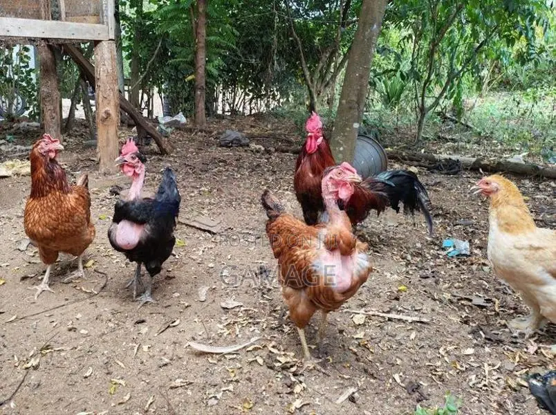 ගම් කිකිළියන්
