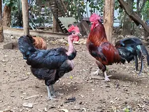 ගම් කිකිළියන්