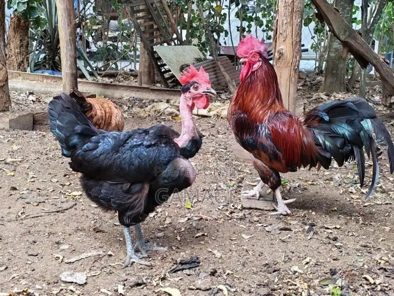 ගම් කිකිළියන්