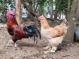ගම් කිකිළියන්