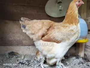 ගම් කිකිළියන්