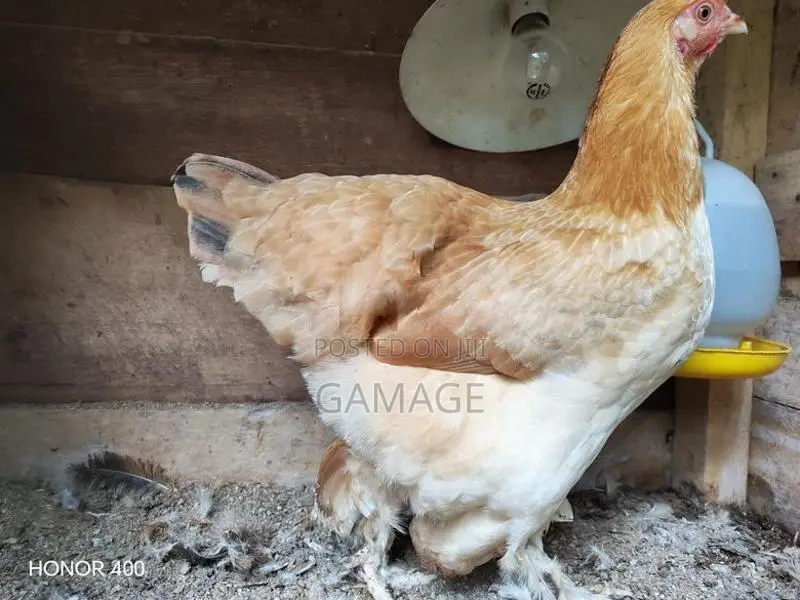 ගම් කිකිළියන්