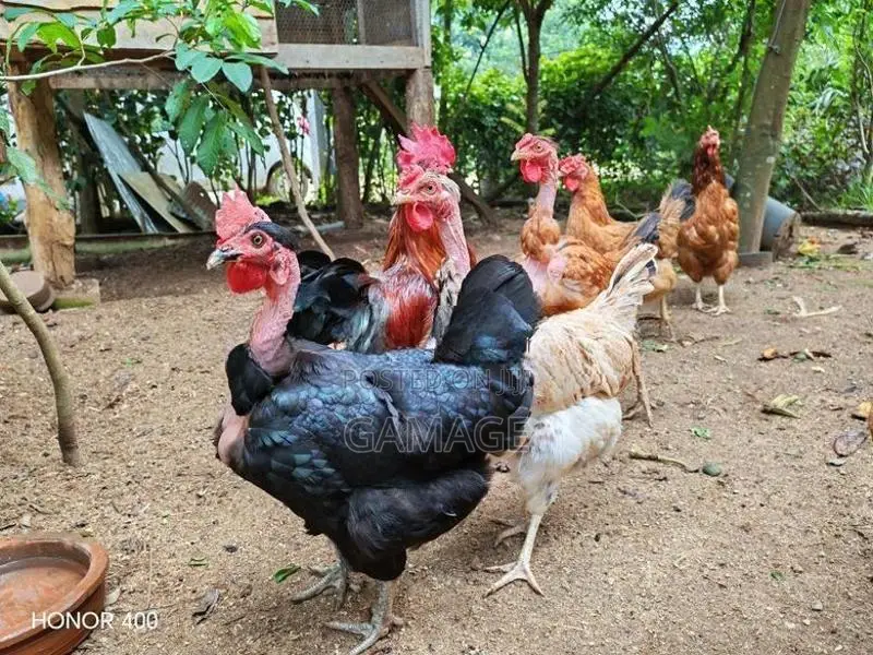 ගම් කිකිළියන්