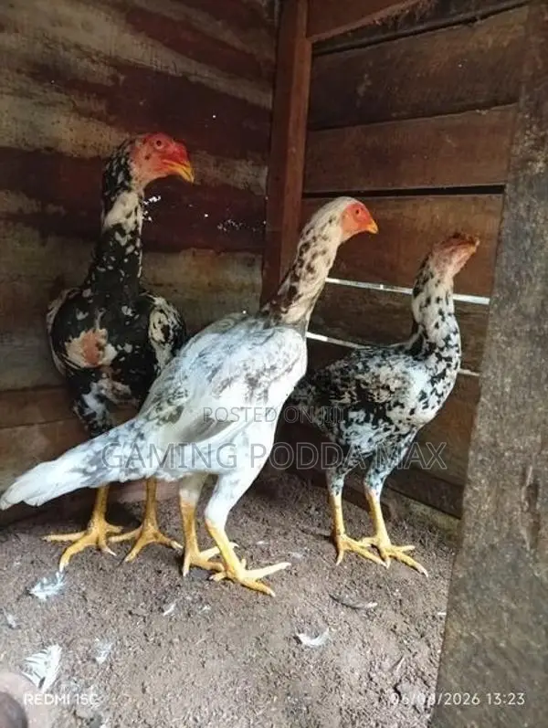 Shamo Chickens