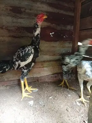 Shamo Chickens