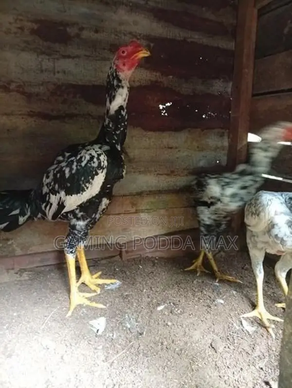 Shamo Chickens