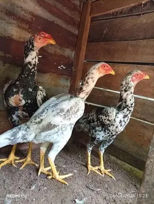 Shamo Chickens