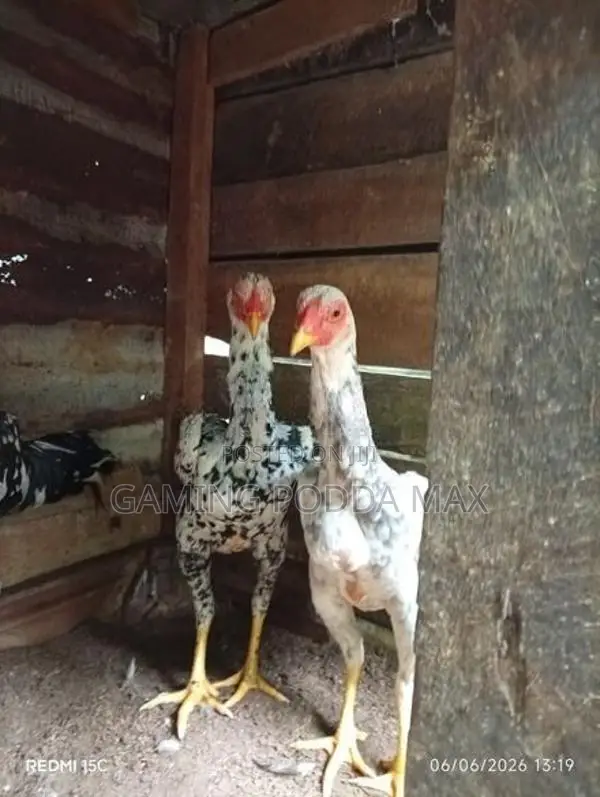 Shamo Chickens