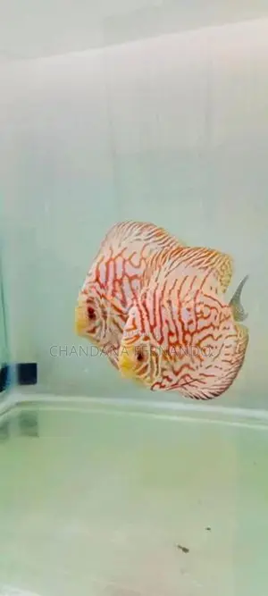 Discus Fish