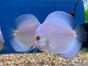 Discus Fish