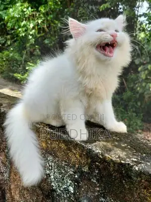 Persian Kittens