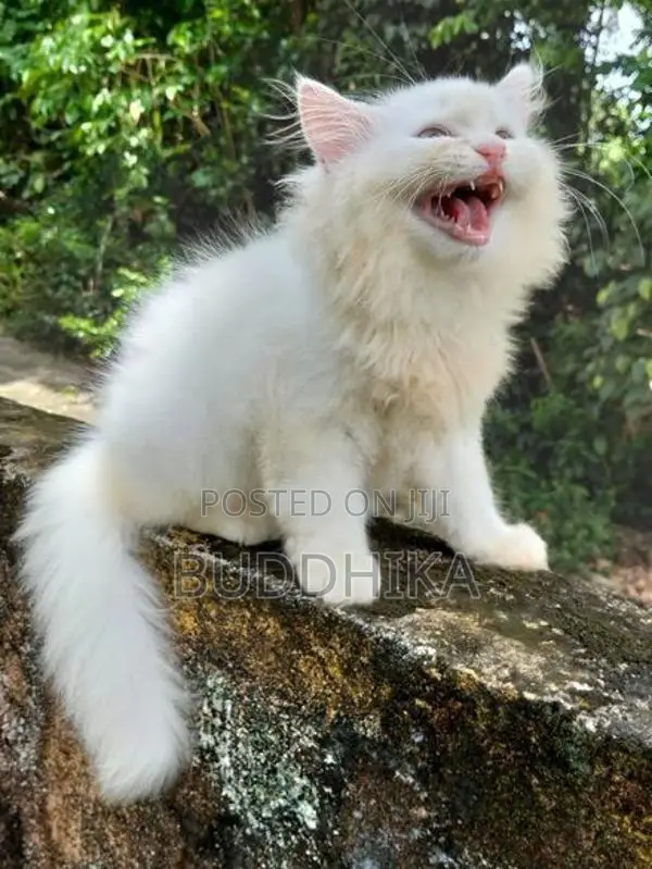 Persian Kittens