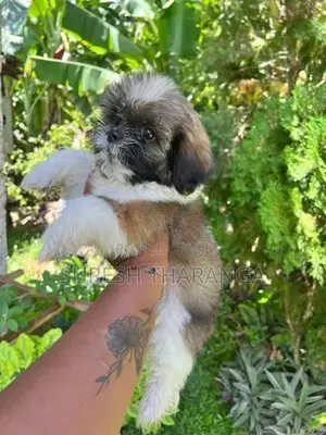 Shih Tzu Puppy