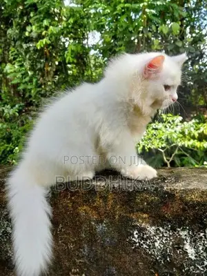 Persian Kittens