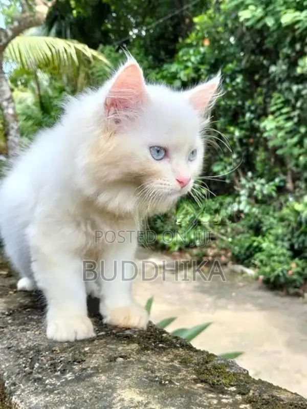 Persian Kittens