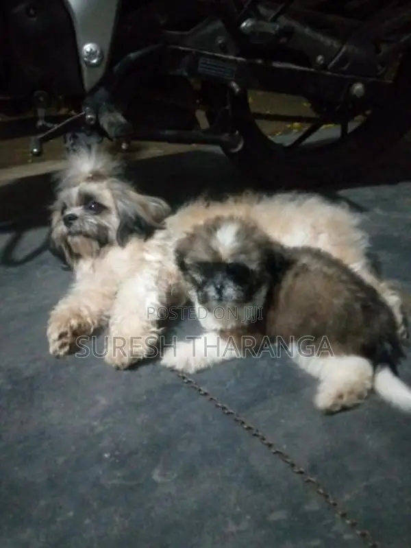 Shih Tzu Puppy