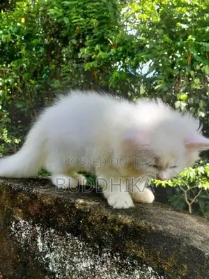 Persian Kittens