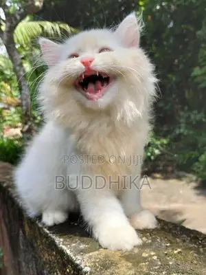 Persian Kittens