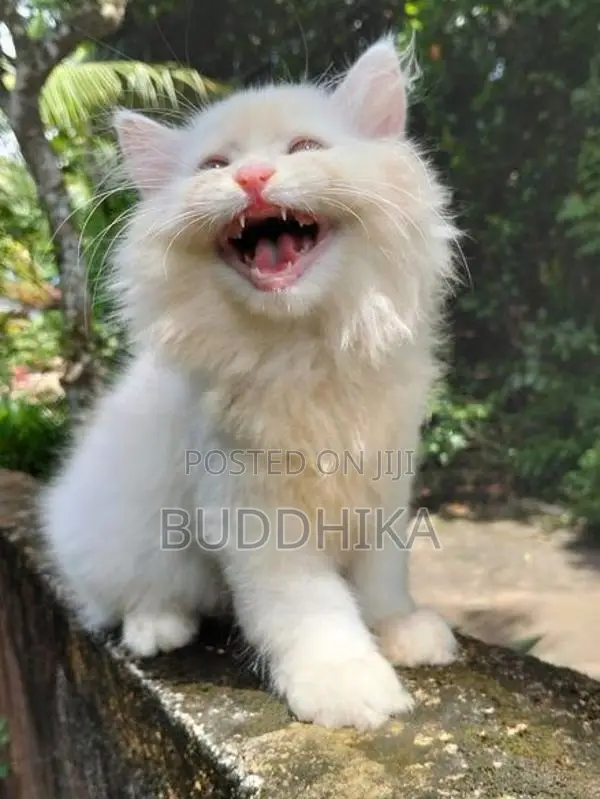 Persian Kittens