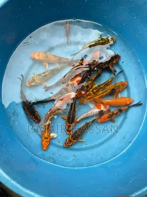 Koi Carp Pair