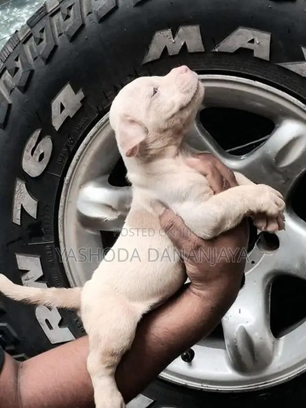 American Bully Puppies