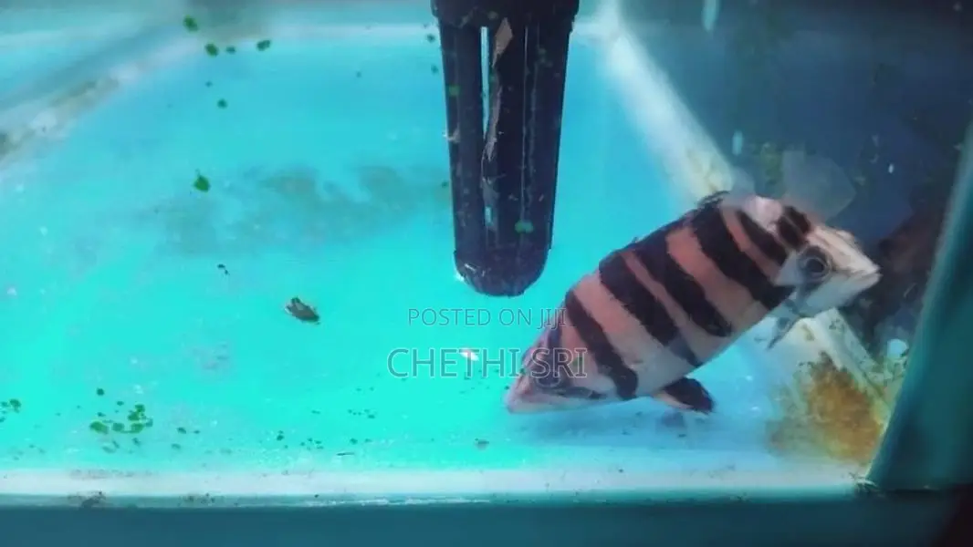 Sumatra 4bar Cn Wc Indo Tiger Fish