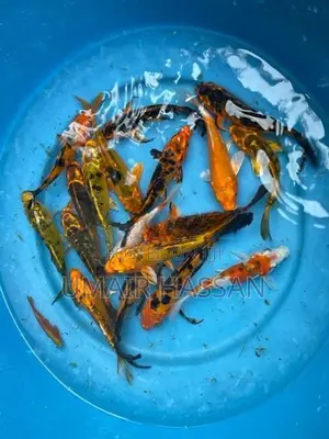 Koi Carp Pair