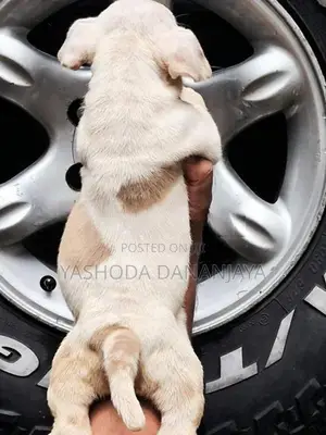American Bully Puppies