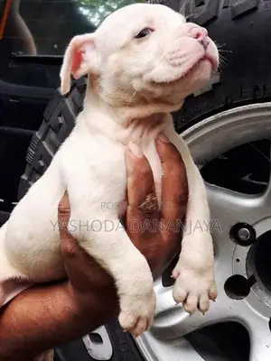 American Bully Puppies