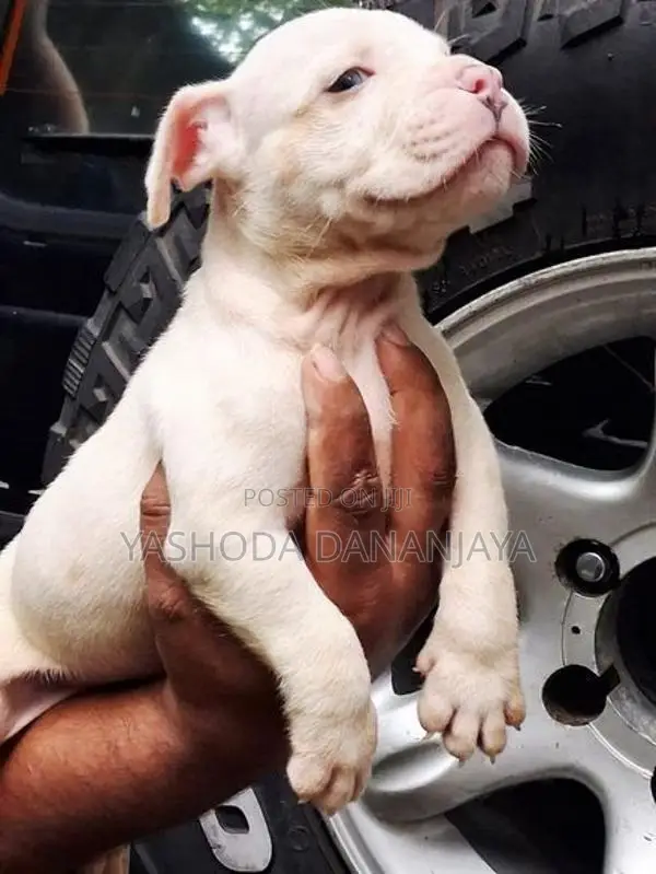 American Bully Puppies