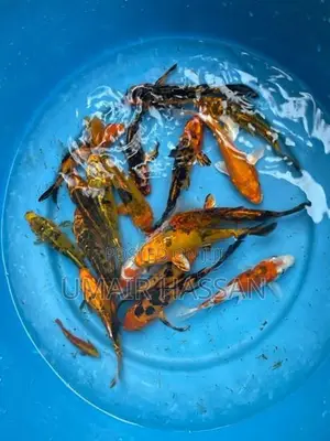 Koi Carp Pair