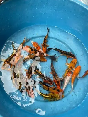 Koi Carp Pair