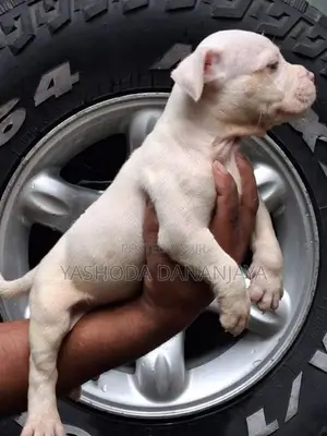 American Bully Puppies