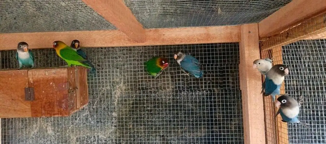 African Love Birds