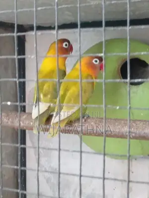 African Love Bird