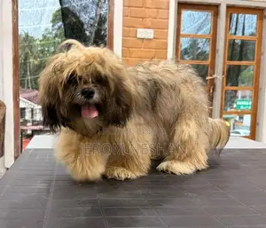 Shih Tzu Puppy