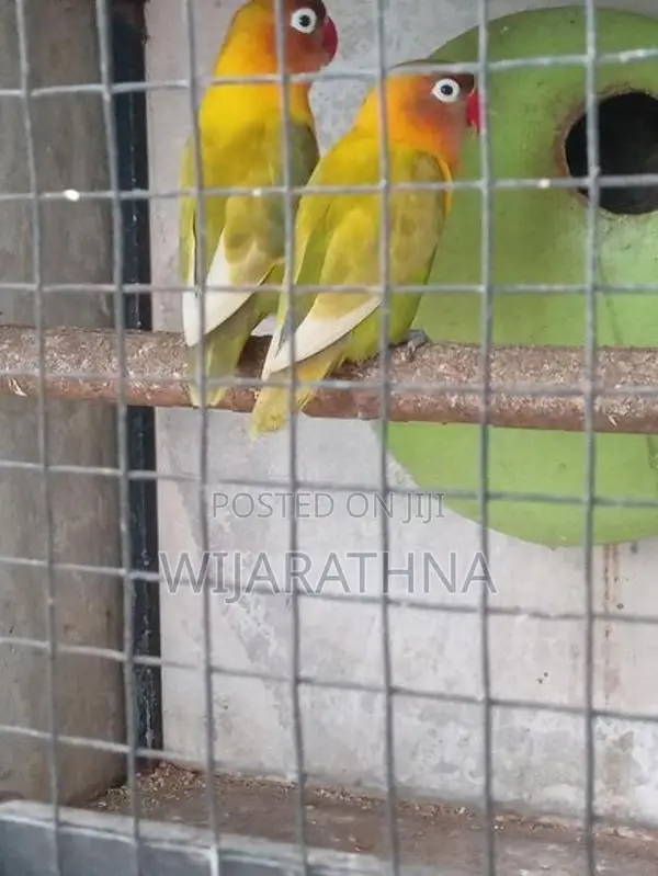 African Love Bird