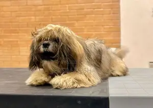Shih Tzu Puppy
