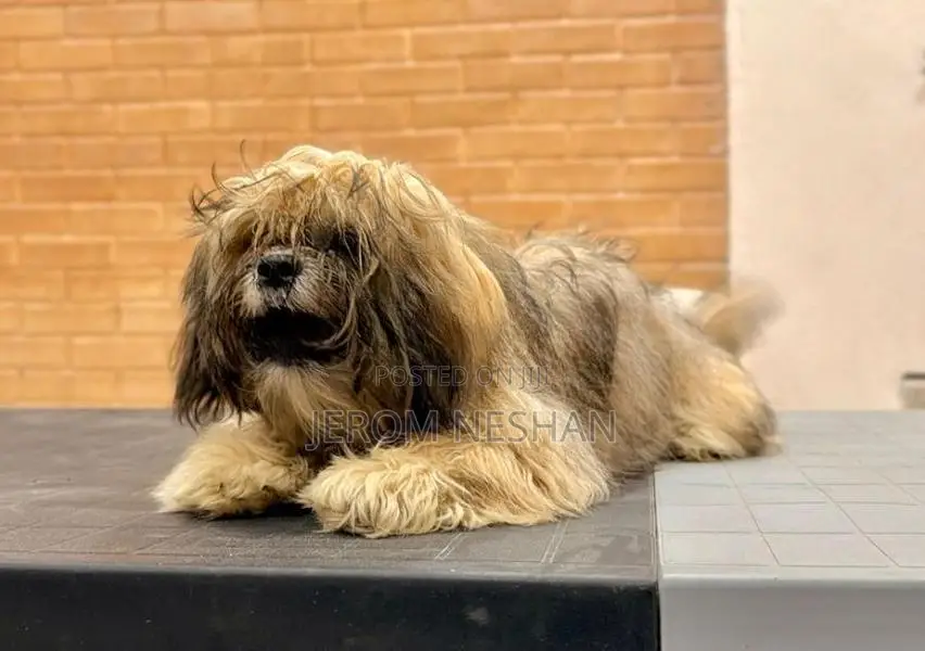 Shih Tzu Puppy