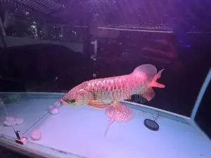 Crossback Gold Arowana