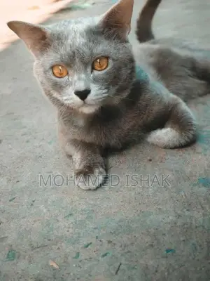 Russian Cat