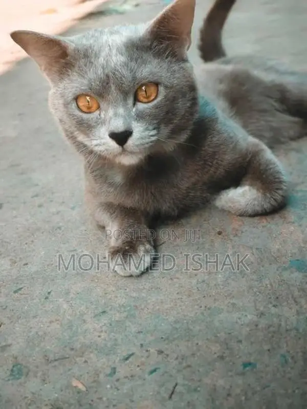 Russian Cat
