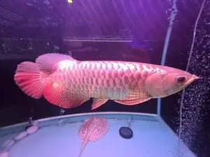 Crossback Gold Arowana