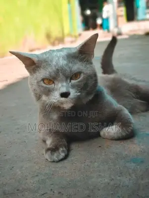 Russian Cat