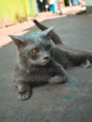 Russian Cat