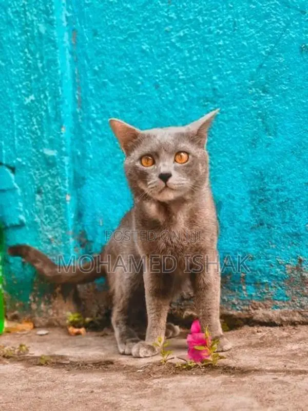 Russian Cat