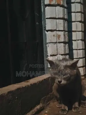 Russian Cat