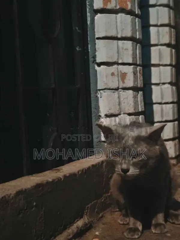 Russian Cat