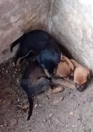 Mixed Dachshund Puppies