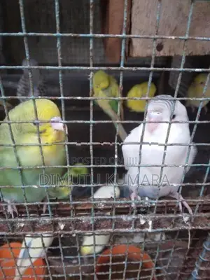 Love Birds